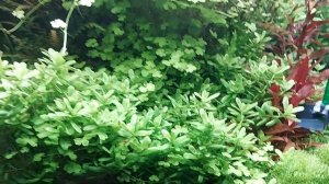 Псевдоскат Севилья