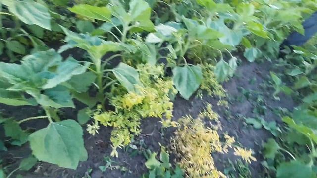 Геліантекс проти люцерни ! смотреть онлайн