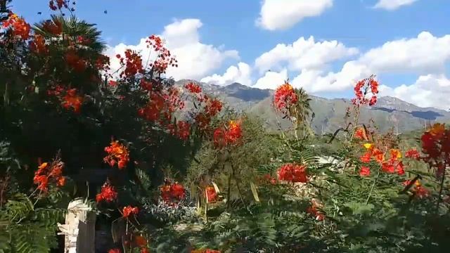 Butterflies in Tucson, AZ смотреть онлайн