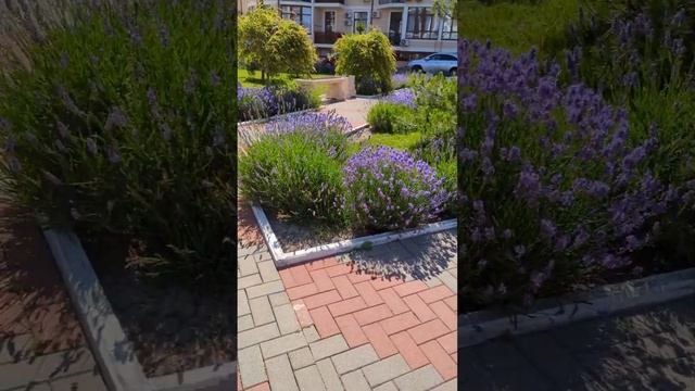 Лаванда в ЖК Черноморский-2 #геленджик смотреть онлайн
