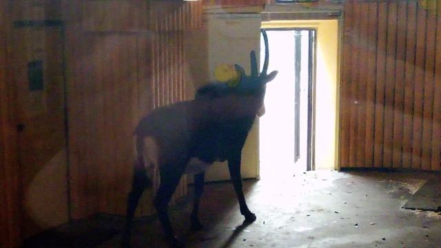 Московский зоопарк. Черная антилопа.