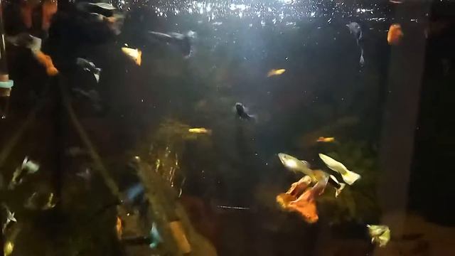 Мальки гуппи,нерест во всю смотреть онлайн