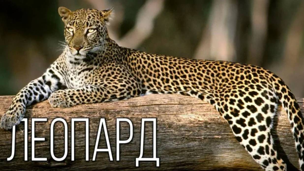 Леопард: Сухопутная "акула" | Интересные факты про леопардов смотреть онлайн