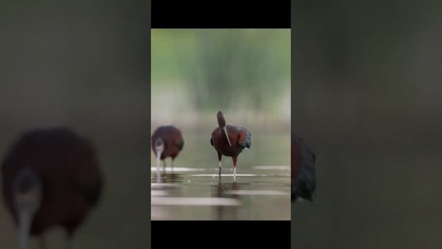 Photographing Ibises in the marsh! Do you think they saw me? 🤔 смотреть онлайн