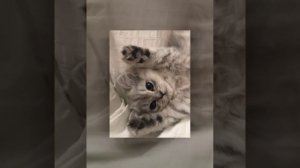 песня моя собачка🐶 дороже тебя