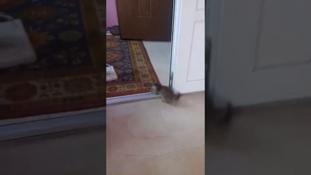 Кошечка Лапочка играет смотреть онлайн