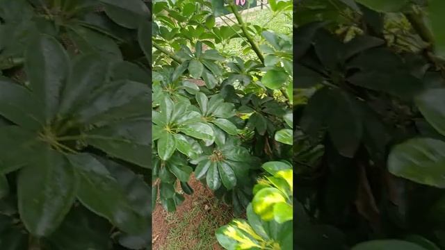 Cheflera/(Schefflera arboricola)(Hayata) Merr.[Ler Descrição] смотреть онлайн