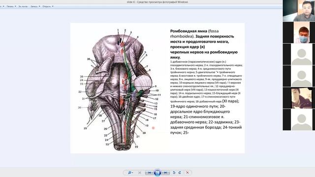 #anatomiya,rombsimon chuqurcha,fossa rhomboidea,nerv markazlari,12juft nerv смотреть онлайн