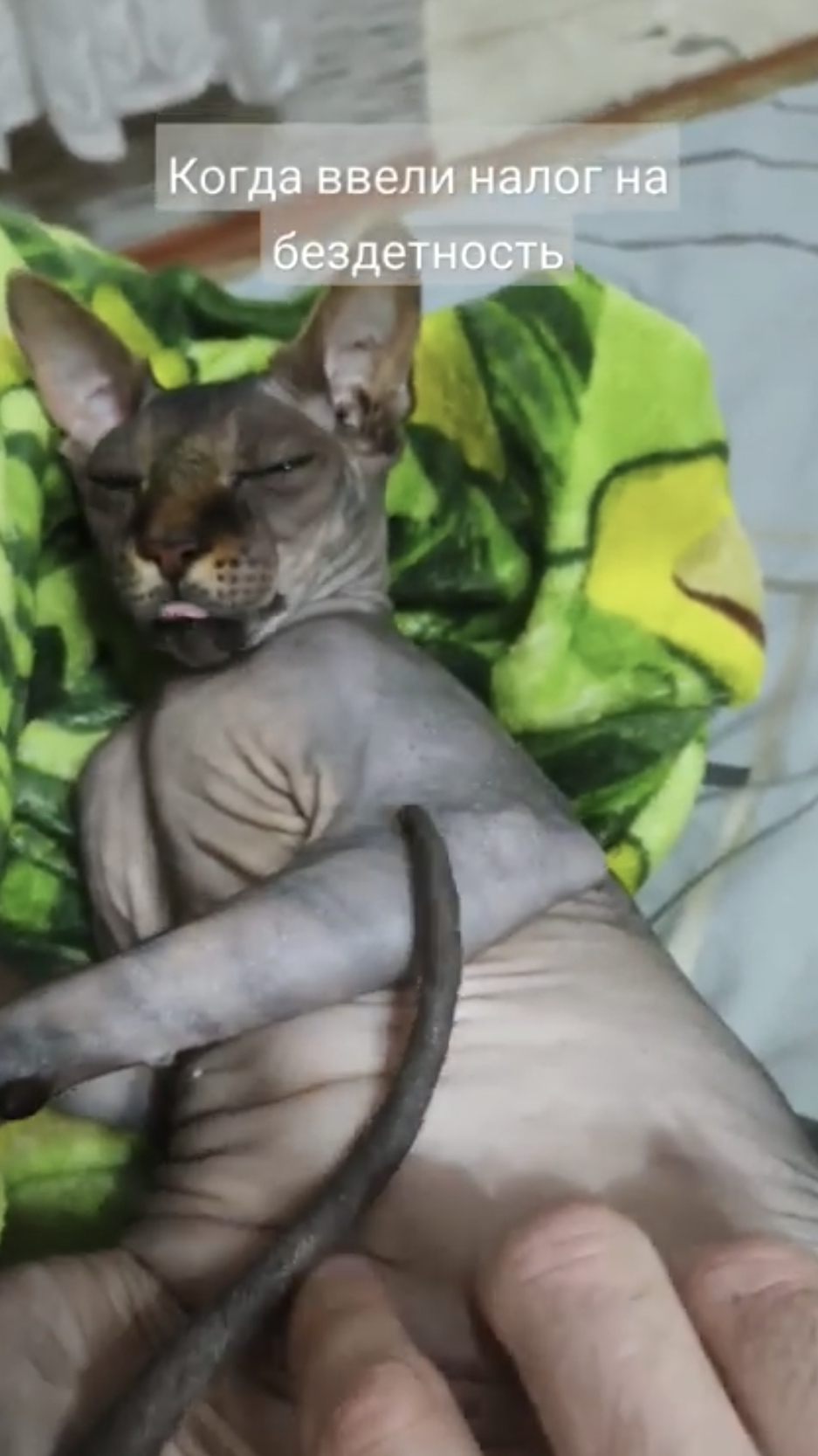 Когда ввели налог на бездетность 😹 #сезонконтентаRUTUBE #кот #сфинкс #юмор смотреть онлайн