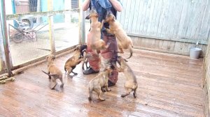 Бельгийская овчарка Малинуа Питомник от Сольника