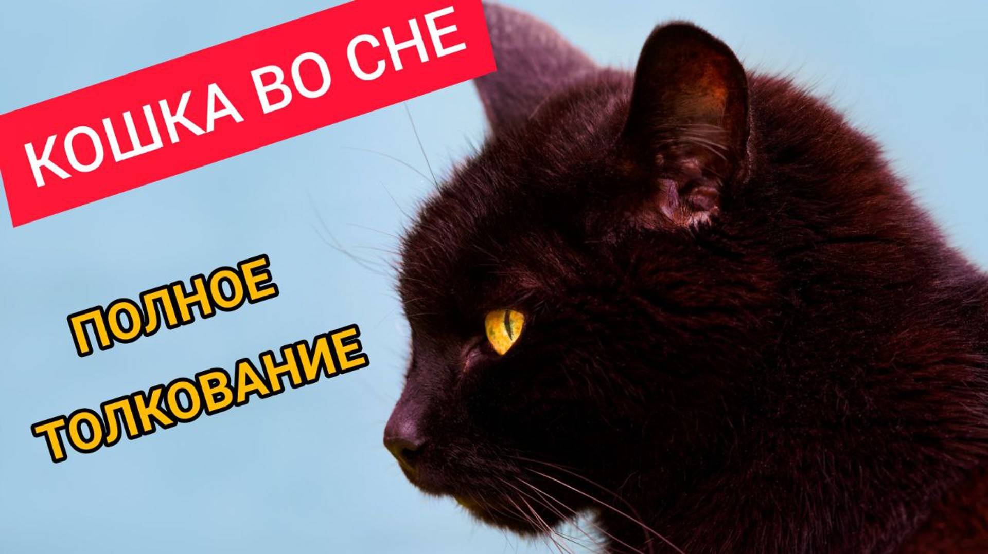 К чему снятся КОШКИ. Для женщин и мужчин. Полное толкование. Сонник смотреть онлайн