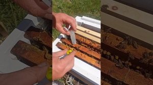 Подсадка неплодных маток в отводки