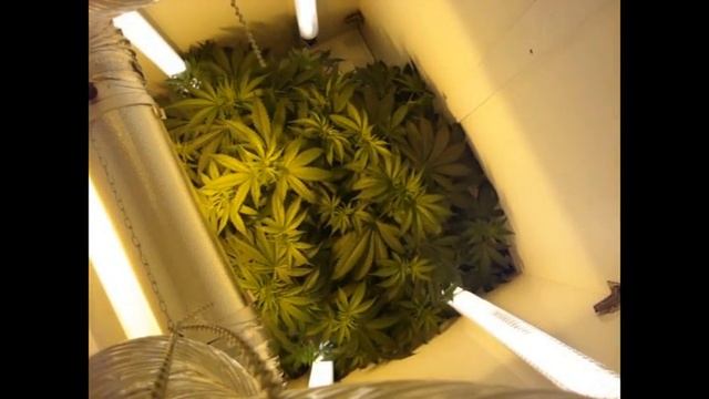 My Marijuana Grow Room - Flora Air Flow смотреть онлайн
