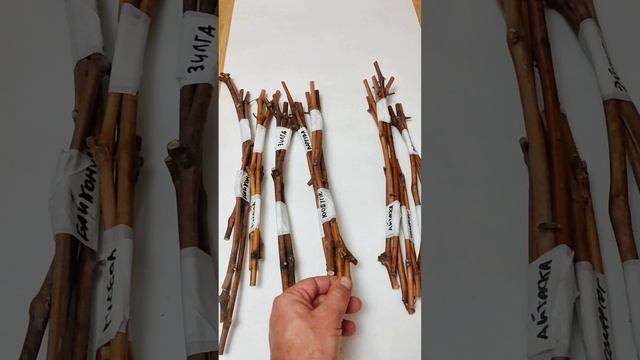 Хотите свой собственный виноградник? 🍇 Сделайте это сами с помощью черенков! смотреть онлайн