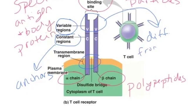 AP adaptive immunity 1 смотреть онлайн