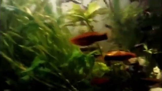 Мой аквариум-разводня смотреть онлайн