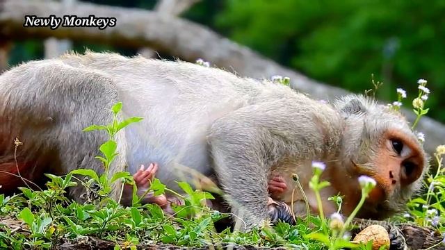 Newborn Baby 4 Hours after birth, Mom Jade and Newborn with Placenta & Fresh Cord смотреть онлайн