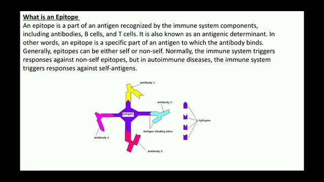 Antigen vs Immunogen || Epitope vs Paratope || Free video series 2020 смотреть онлайн