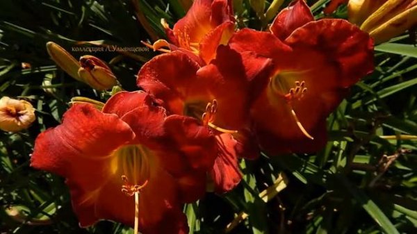 Коллекция лилейников Ульянцевой Ларисы (часть 8 M)