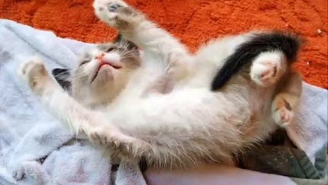 С первыми лучами вставай! смотреть онлайн