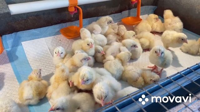 Ирина Мунина: Перерыв закончен/Продолжаем выращивать Бройлера на корме "Премикс" смотреть онлайн