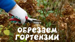 Правила обрезки древовидной гортензии