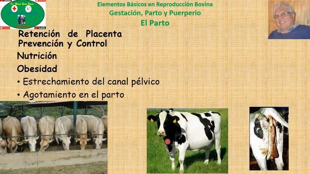 Parto en Bovinos Parte 11 Retención de Placenta: Prevención y Control смотреть онлайн