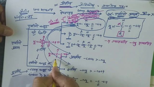 Biomolecules:Protein(part 1)general introduction||alpha aminoacid||structure of alpha aminoacid смотреть онлайн