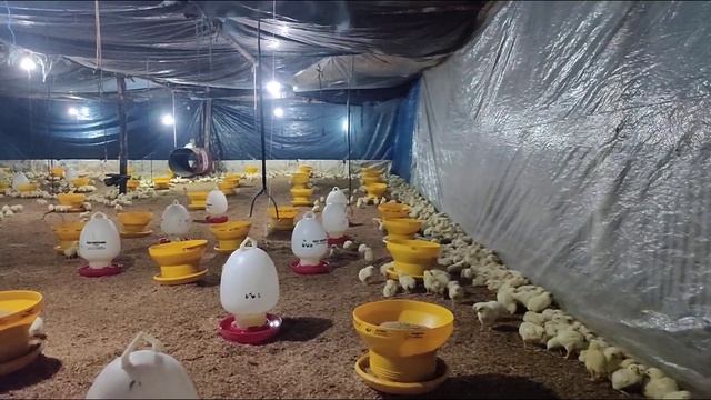 Penjelasan Obat Obatan Antibiotik Ayam Broiler (Belajar Ternak) смотреть онлайн