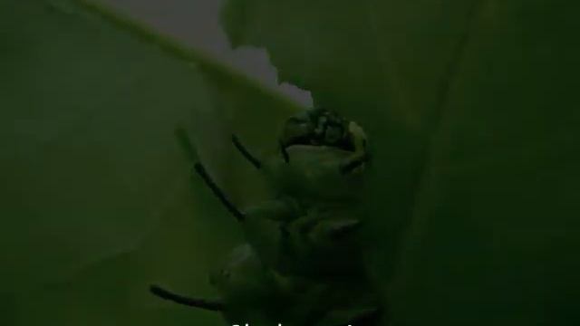 Ya Man Yara (English Subtitles)