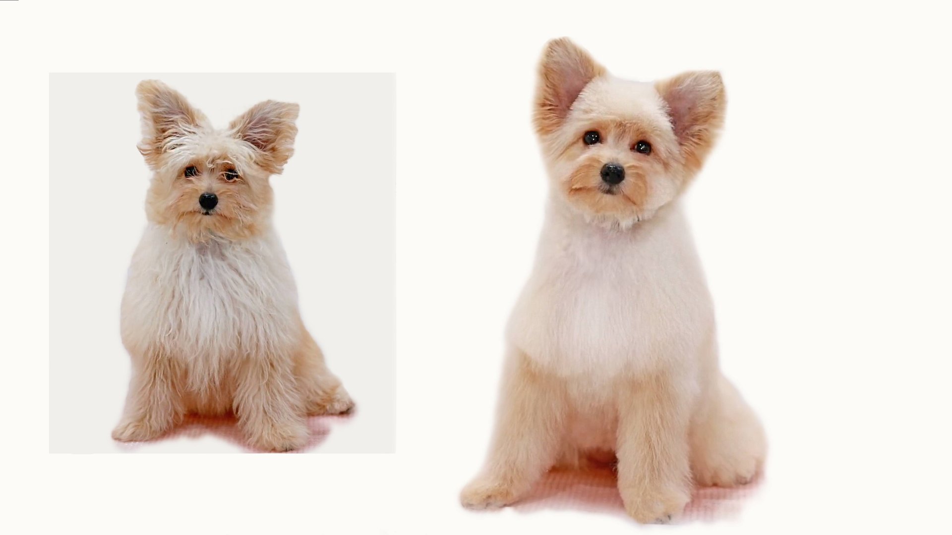 Стрижка и уход за помапу - метис померанского шпица и той пуделя смотреть онлайн