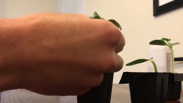 How to Graft Watermelon смотреть онлайн