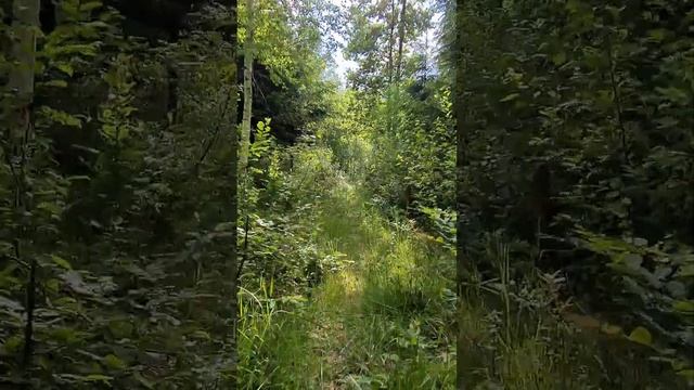 Суседзі 2023 участок "Норвежский лес" смотреть онлайн