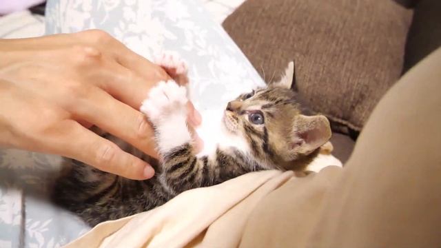 遊び疲れた子猫はママの腕枕でゆっくりと眠りに【赤ちゃん猫　保護猫】 смотреть онлайн