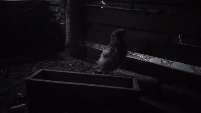 Льют дожди. Про козу забыли. смотреть онлайн