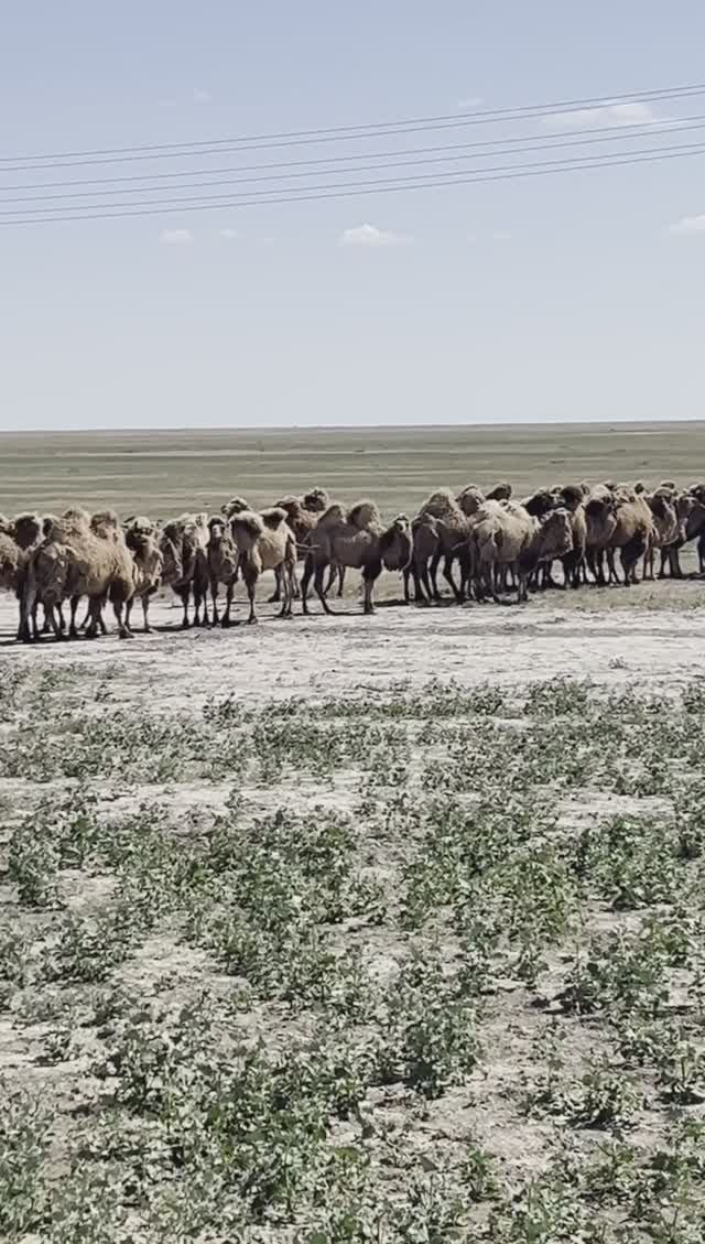 верблюды Казахстана #dreamway #путешествия #travel #отдых #туризм #shortsvideo #shorts #Казахстан смотреть онлайн