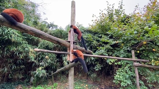 Лемур Варі. Zoo Artis.Amsterdam.@ смотреть онлайн