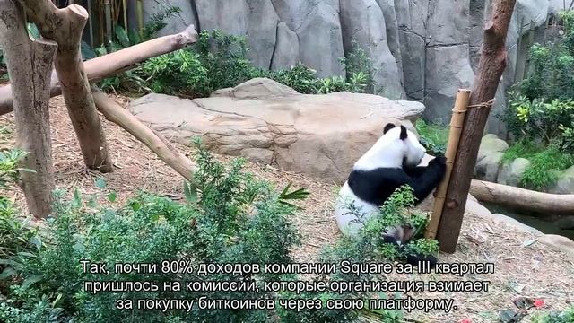 Акции PayPal подорожали после начала оказания криптовалютного сервиса смотреть онлайн