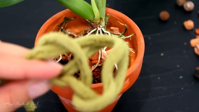How to repot Orchids without unpotting them смотреть онлайн