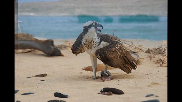 Boa Vista-Cabo Verde, antes da seca. By Foto Martins смотреть онлайн
