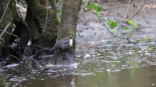 ANIMALS AROUND US ,WEST WALES UK ,By Dazoo Photography ,DARREN HARRIES смотреть онлайн