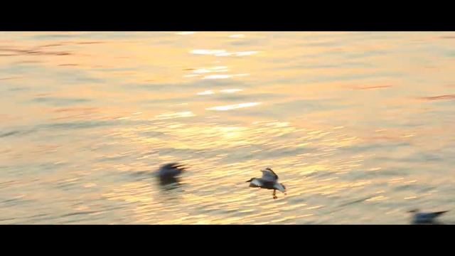 Kaizen Films | [orporate - (ommercial - {reative | Showreel | 2022 смотреть онлайн