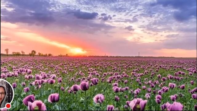 FLOWERS FOR GOOD VIBES смотреть онлайн