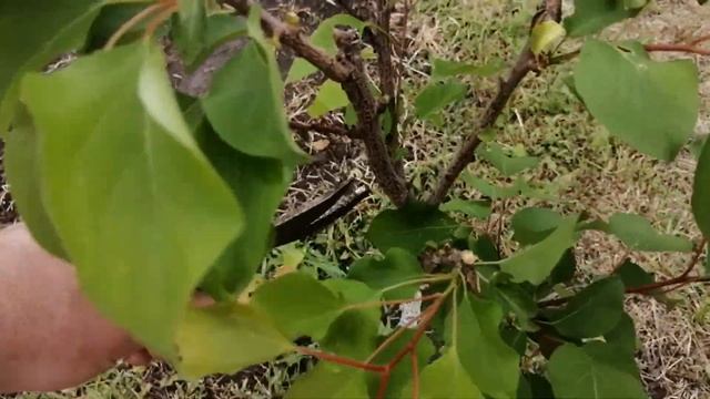 Абрикос и Алыча (2 год)/Летняя Обрезка и Формировка Чашей/Как Посадить Абрикос Саженец/ 2 часть смотреть онлайн