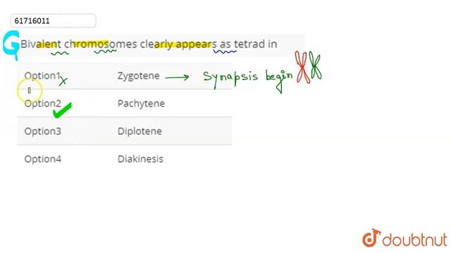 Bivalent chromosomes clearly appears as tetrad in смотреть онлайн