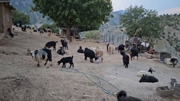 "Conflict between the first and second wives due to the possession of the husband"🔗💔