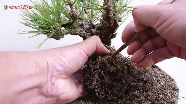 こんな根は必ず切ってね！✨【 放置すると根腐れの原因に！😱 】錦松の植え替え  /   初心者   初めて   小品盆栽    /【じいじの盆栽ch】