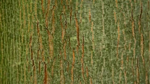 өсімдіктерде тыныс алу үдерісі