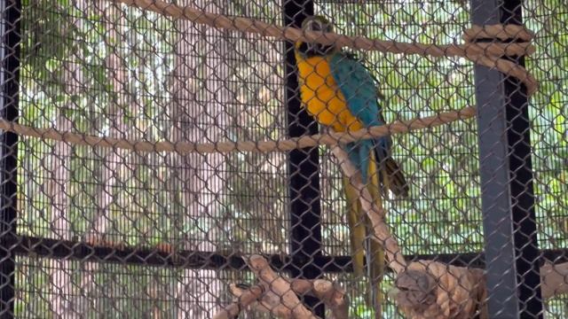 Reid Park Zoo in Tucson Arizona (bonus footage) смотреть онлайн
