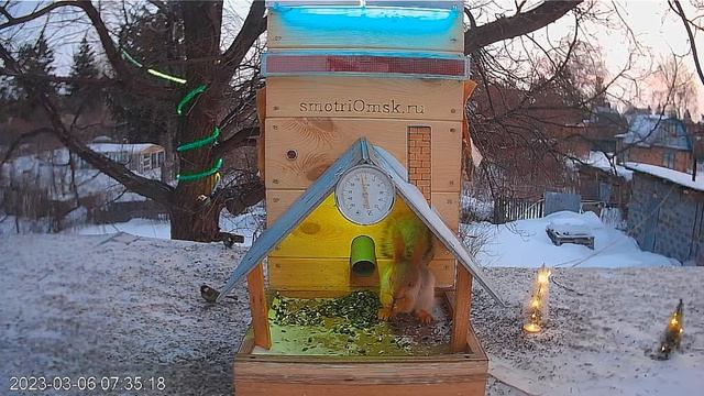 Птички : Ура! Даша убежала, теперь завтрак -семечки есть #Омск, авторство smotriomsk. смотреть онлайн